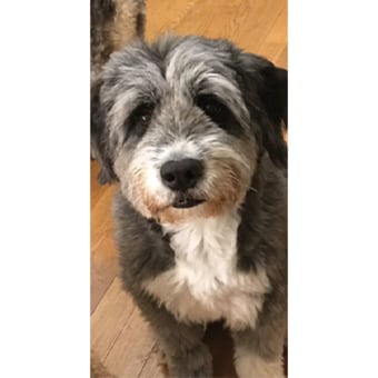 Dr. Danielle Hong, Burlington Veterinarian