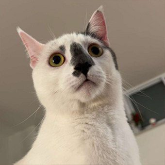 Daria, Burlington RVT, ER Team Lead