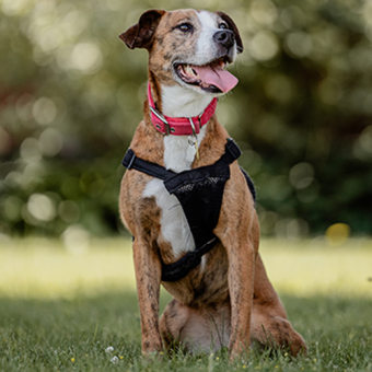 Dr. Melissa Merkel, Woodstock Veterinarian