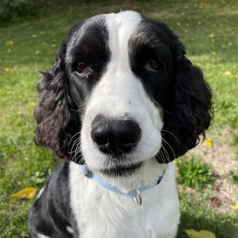 Dr. Vince Politi, Picton Veterinarian