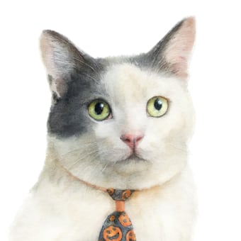 Dr. Alyssa Anderson, Lethbridge Veterinarian