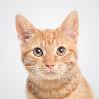 Kenia, Westfield Receptionist