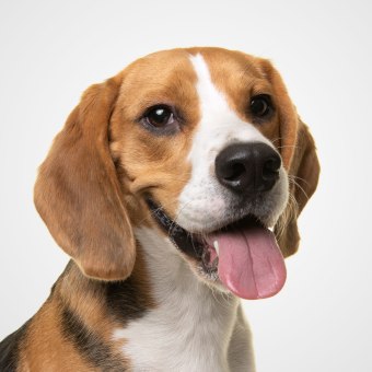 Daniel, Westfield Veterinary Technician