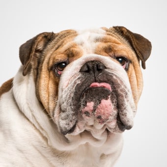 Andrew, Westfield Veterinary Technician