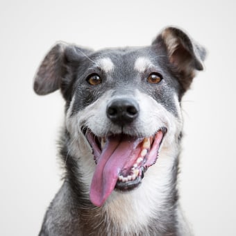 Alonda, Westfield Kennel Assistants