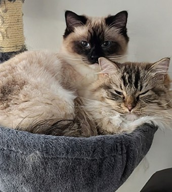 Laura, Burlington Triage Assistant