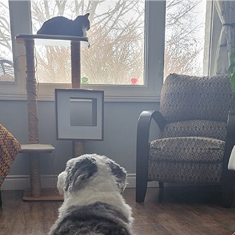 Sabrina, Burlington RVT, Dentistry