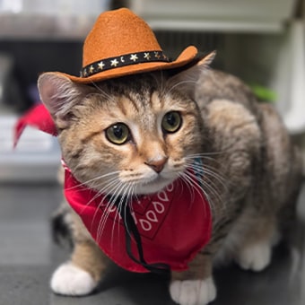 Squash, Seattle Clinic Cat
