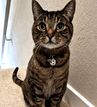 Dr. Amy Leung, San Mateo Veterinarian
