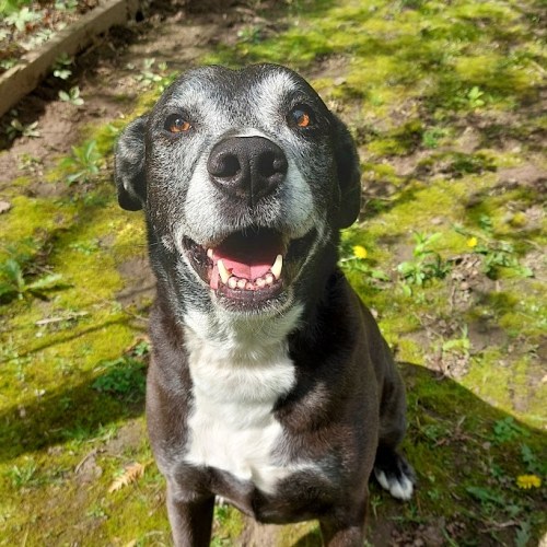 Izzy adoptable dog senior lab mix outside in the sunshine