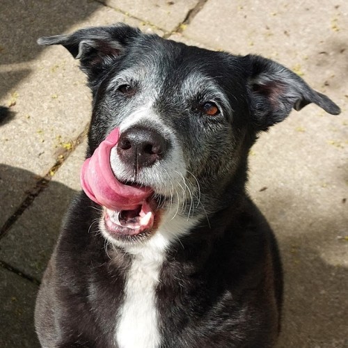 Delilah senior border collie mix goofy