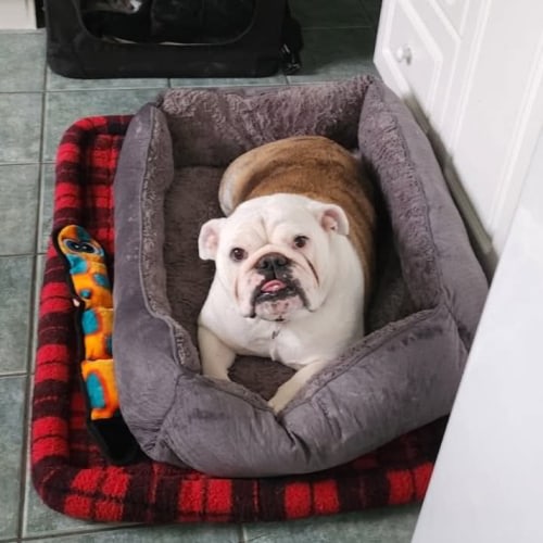 Winnie the adoptable english bulldog relaxing in her bed