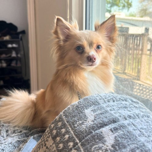 Sunny is an adoptable chihuahua available from pets alive niagara