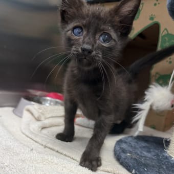 Kitten Available at Shane Veterinary Medical Center