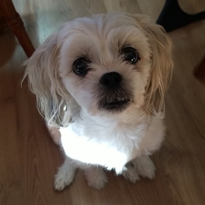 Daisy