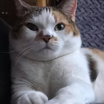 Moo