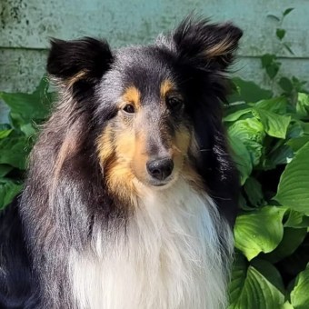Cora