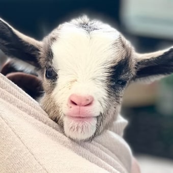 Goats