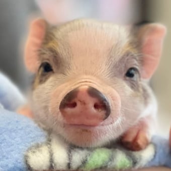 Pigs