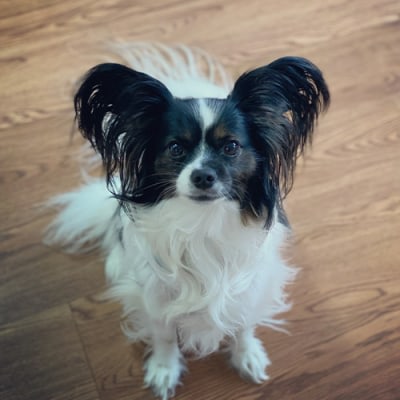 Tucker