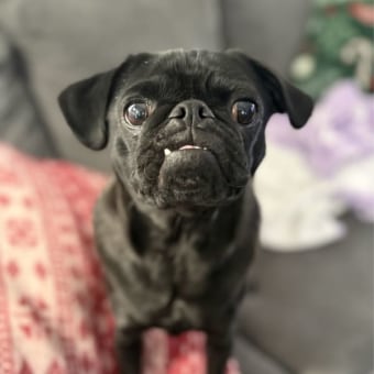 Albert