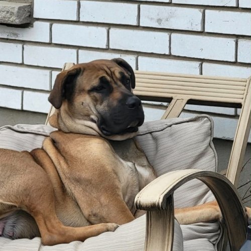 Blue Cane Corso Adoptable Dog Relaxing in her chair