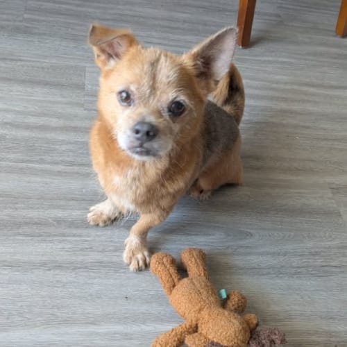 Grumpy adoptable chihuahua boy with his little toy